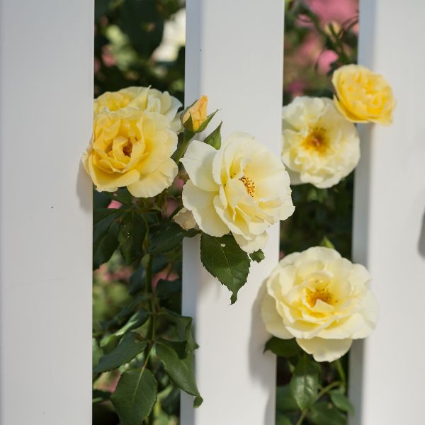 Easy Elegance&reg; Yellow Submarine Rose