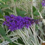 All the Blues Butterfly Bush