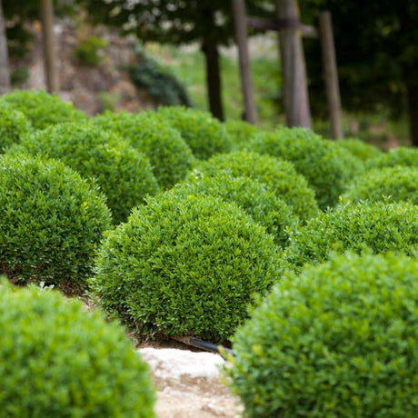 Dwarf English Boxwood