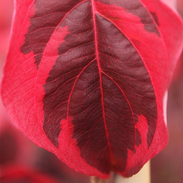 Samaritan? Japanese Dogwood