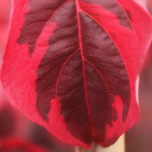 Samaritan? Japanese Dogwood