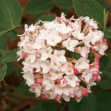 Spice Baby&trade; Korean Spice Viburnum