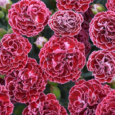 Dianthus Cherry Vanilla