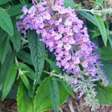 Lo & Behold&reg; Purple Haze Butterfly Bush