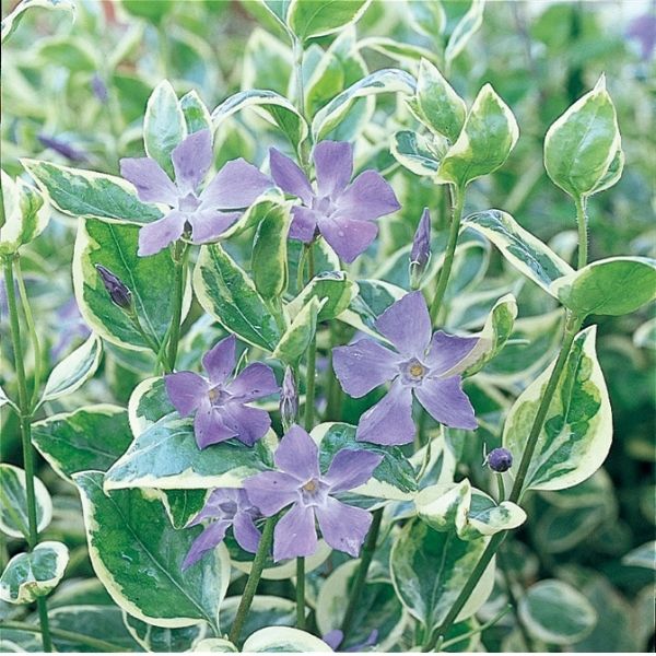 Variegated Periwinkle