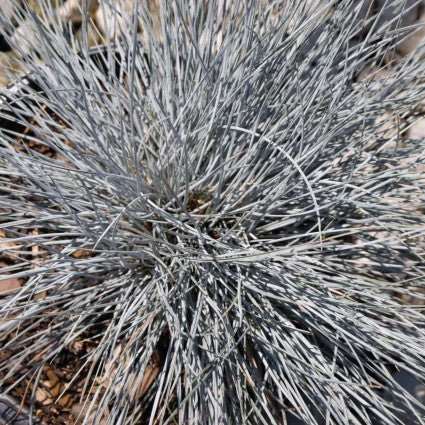 Elijah Blue Fescue Grass