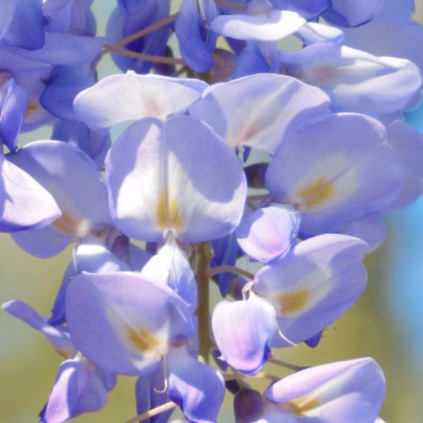 Blue Chinese Wisteria Vine