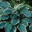 Regal Splendor Hosta