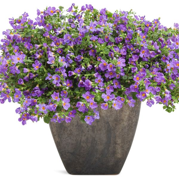 Snowstorm&reg; Blue Bacopa