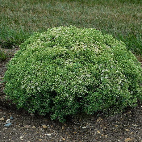 Rock 'N Round&trade; Bundle of Joy Sedum