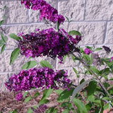 Royal Red Butterfly Bush