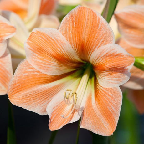 Parfait Apricot Amaryllis