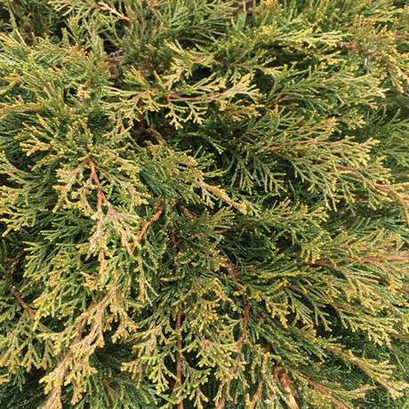 Calgary Carpet&reg; Juniper