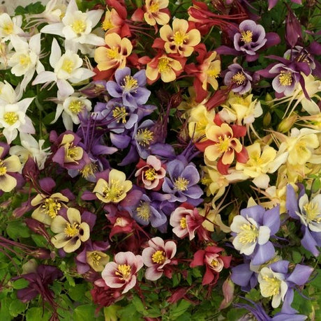 Earlybird&trade; Columbine Mix