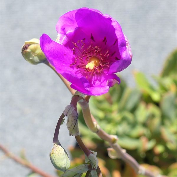 Rock Purslane