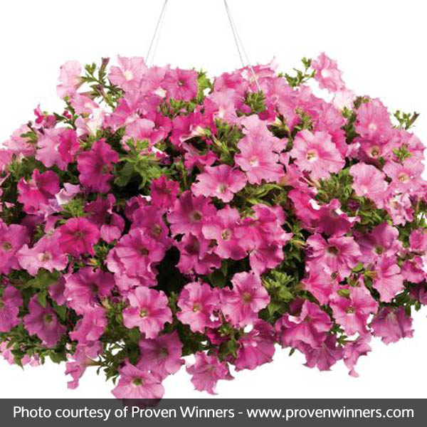 Supertunia&reg; Giant Pink Petunia