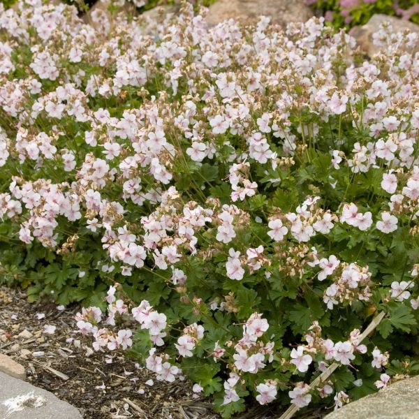 Biokovo Geranium