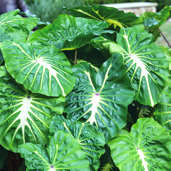 White Lava Elephant Ears