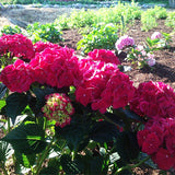 Magical&reg; Ruby Red Hydrangea