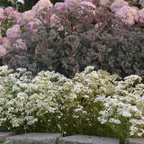 Festival Star Baby's Breath