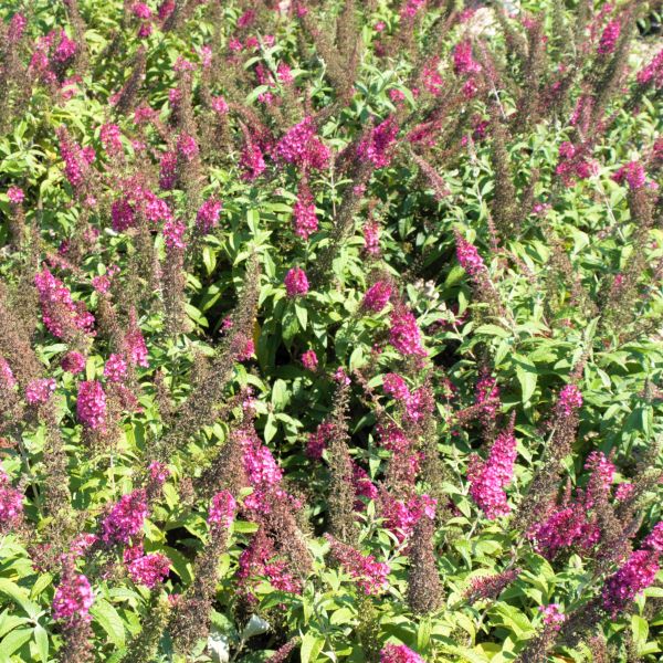 CranRazz&trade; Butterfly Bush