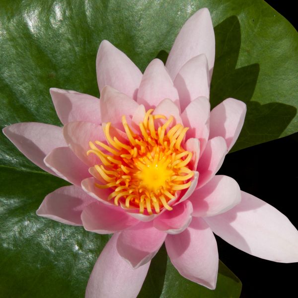 Pink Beauty Water Lily