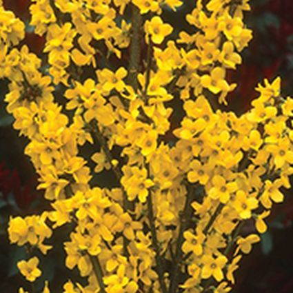 Show Off? Starlet Forsythia