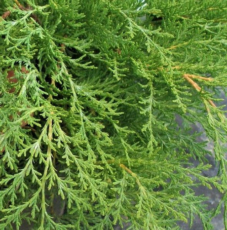 Russian Cypress