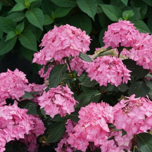 Proven Winner&reg; Color Choice&reg; Let's Dance&reg; Can Do&trade; Hydrangea