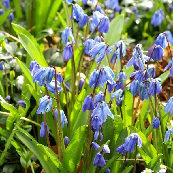 Siberian Squill