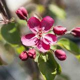 Red Barron Crabapple Tree