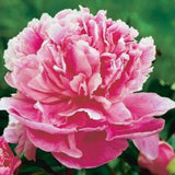 Dr. Alexander Fleming Peony