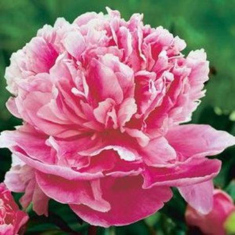 Dr. Alexander Fleming Peony