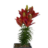 Red Asiatic Lily