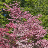 Pink Flowering Dogwood