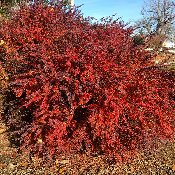 Red Leaf Barberry