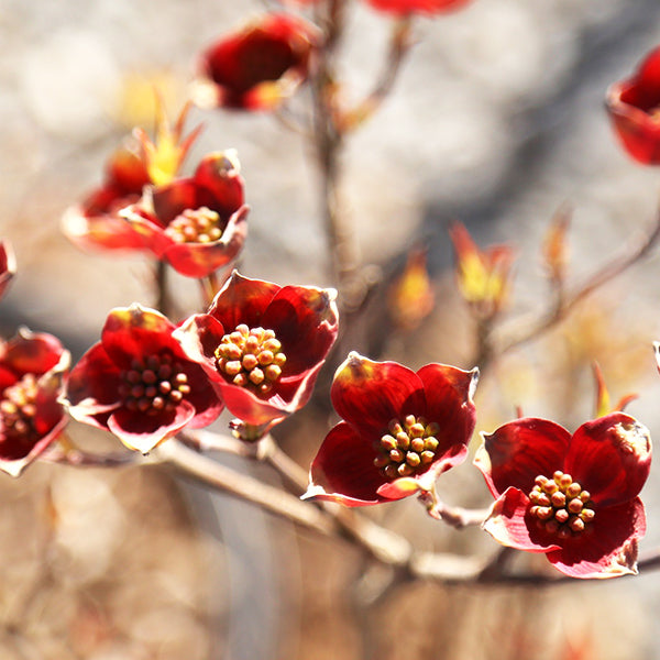 Firebird&trade; Flowering Dogwood