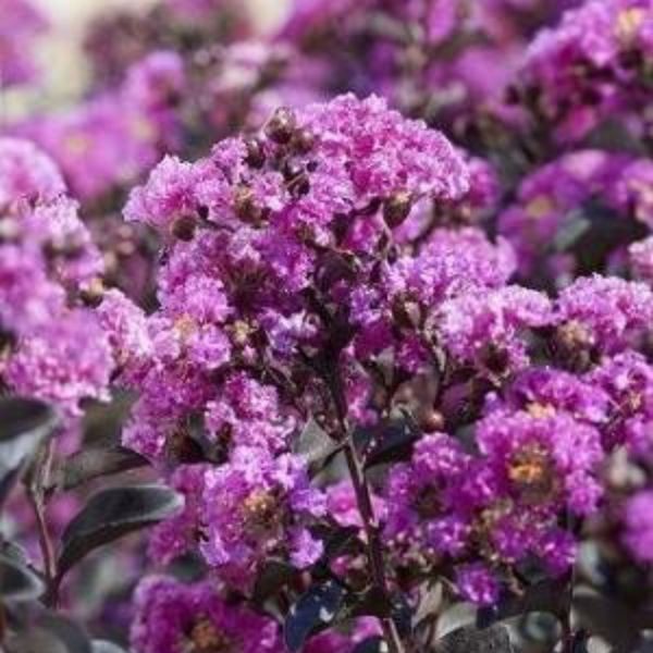 Black Diamond&reg;  Purely Purple&trade; Crape Myrtle