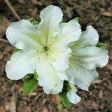 Girard's Pleasant White Azalea