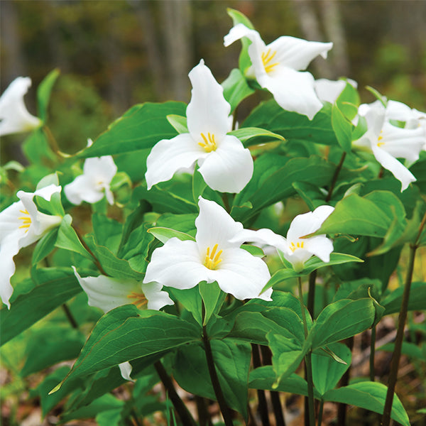 White Trillium