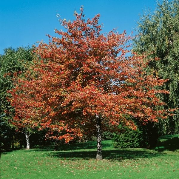 Audubon&reg; Native Red Maple