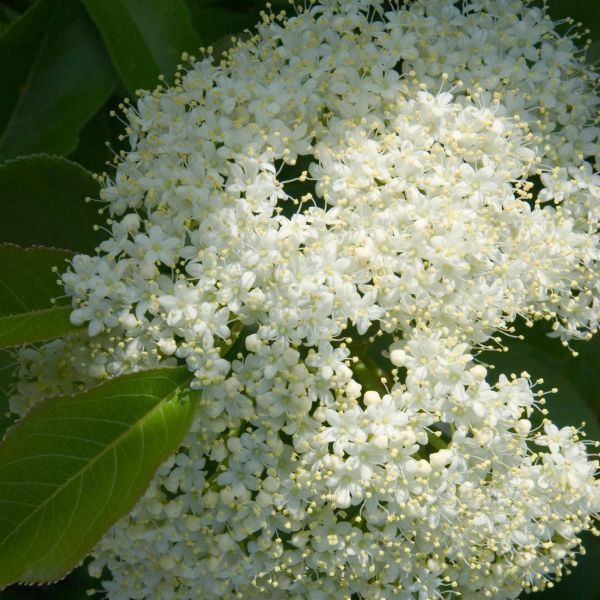 Nannyberry Viburnum