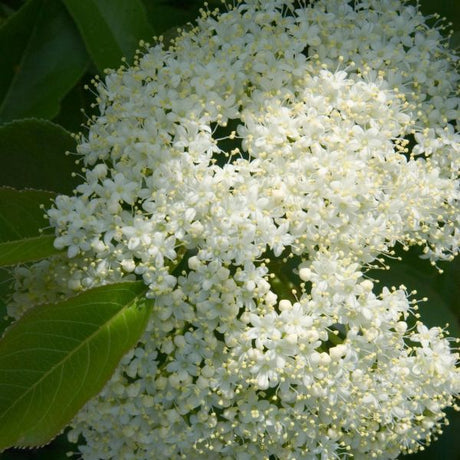 Nannyberry Viburnum