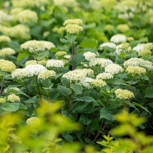 First Editions® FlowerFull® Smooth Hydrangea