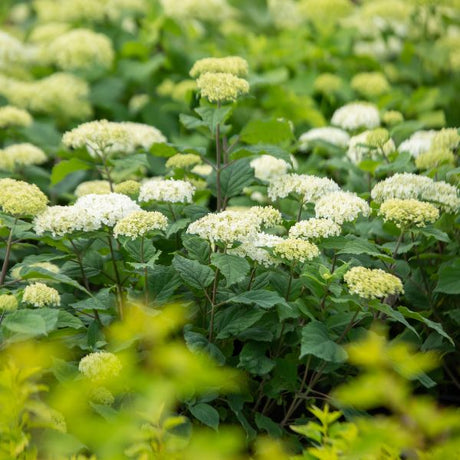 First Editions® FlowerFull® Smooth Hydrangea