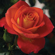 Burst of Joy Floribunda Rose