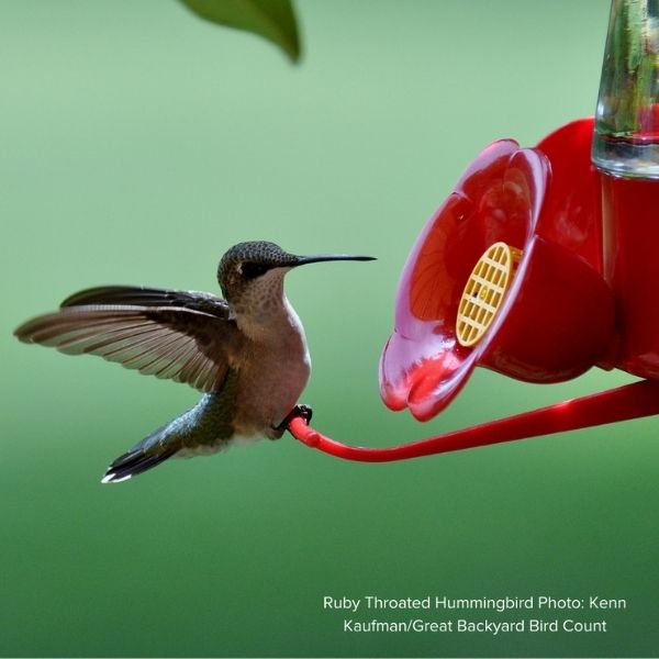 Audubon&reg; Native Carolina Silverbell