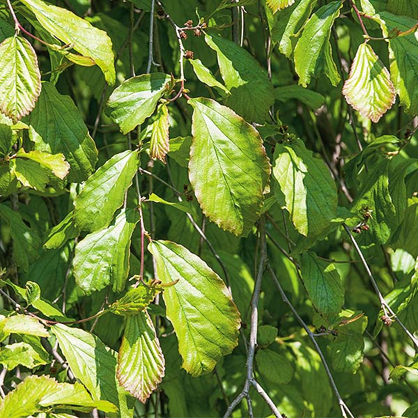 Weeping Persian Ironwood