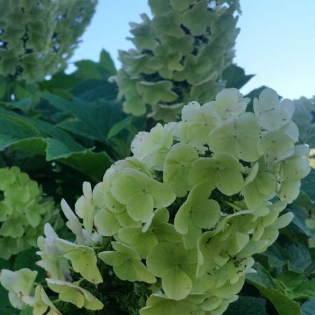 Gatsby Gal? Oakleaf Hydrangea