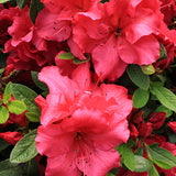 Bloom-A-Thon&reg; Red Reblooming Azalea